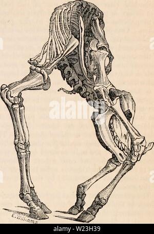 Archiv Bild von Seite 164 des cyclopaedia von Anatomie und. Die cyclopaedia von Anatomie und Physiologie cyclopdiaofana 0402 Todd Jahr: 1849 Cliild mit ektopie viscentm. Ein, Leber; b, Herz, r, c, Lunge, Magen; d; e, Milz; /, /, darmrohr;&lt;/, Niere; h, chorion; ich bin nion; k, Nabelschnur; m, Plazenta. Das Skelett ist sehr unvollkommen, in dieser kom- plette Ektopie; der Brustkorb geöffnet, in dem die ver-tebral Spalte verformte von Skoliose. - Dies kann produzieren, wie oft mit bei Kälbern met, eine vollständige Umkehrung der bodv, so dass durch Verformung der Wirbelsäule, der Kopf ist platziert bet Stockfoto