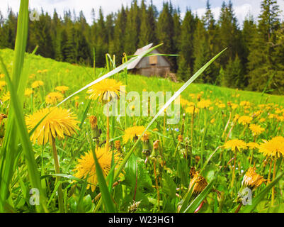 Nahaufnahme des gelben Löwenzahn Blumen auf dem Feld vor. Herrliche ländliche Feder Szene mit einem alten hölzernen Häuschen in den Tannenwald und blühende gre Stockfoto