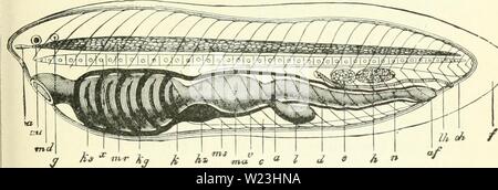 Archiv Bild ab Seite 166 von Darwin, und nach Darwin Ein Stockfoto