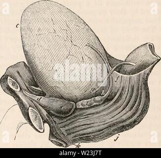 Archiv Bild von Seite 167 des cyclopaedia von Anatomie und Stockfoto