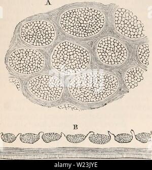 Archiv Bild von Seite 169 des cyclopaedia von Anatomie und Stockfoto