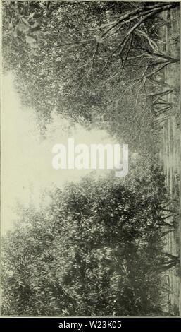 Archiv Bild ab Seite 169 der Abteilung Bulletin (1900) Stockfoto