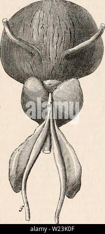 Archiv Bild von Seite 169 des cyclopaedia von Anatomie und Stockfoto