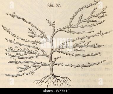 Archiv Bild ab Seite 169 von Dansk havebog (1864) Stockfoto