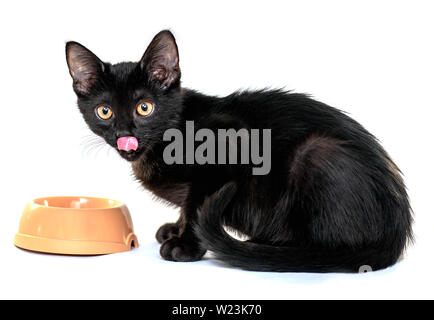 Schwarze junge Katze essen das Essen vor der Kamera auf weißem Hintergrund Stockfoto