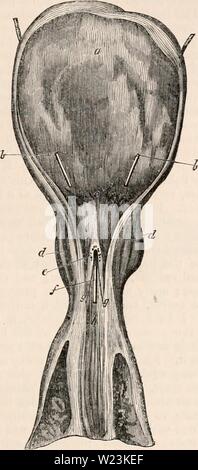 Archiv Bild von Seite 170 des cyclopaedia von Anatomie und Stockfoto