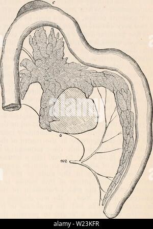 Archiv Bild von Seite 170 des cyclopaedia von Anatomie und Stockfoto