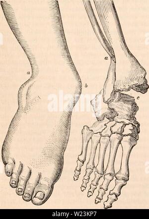 Archiv Bild von Seite 171 des cyclopaedia von Anatomie und. Die cyclopaedia von Anatomie und Physiologie cyclopdiaofana 01 Todd Jahr: 1836 156 ABNORMALEN ZUSTAND DES KNÖCHELS - GEMEINSAME. Empfang des astragalus, macht mit der letzteren eine perfekte Zapfenloch, Gelenk, das gesteht der Bewegungen der Beugung und Streckung, erlaubt aber keine Bewegung, was auch immer seitlich oder Horizontal; denn es muss, dass die Bewegungen der Neigung der Fuß, unter den Namen der Adduktion und Abduktion bekannt sind, sind keine Bewegungen im Knöchel - Gemeinsame gesammelt werden, aber statt in die Gelenke der tarsus: Aber die Uno - natürliche Mobilität Stockfoto