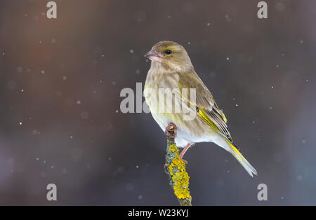 Weibliche Europäische Greeenfinch steht an der Spitze der kleinen flechten Niederlassung in schneereichen Winter Stockfoto