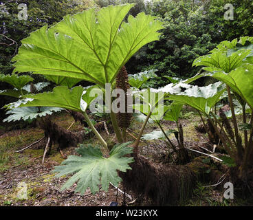 Chilenische Rhabarber (gunnera Tinctora) wächst bis zu 2 Meter hoch, die die Blätter und Blüte / Samenkapseln. Wächst auch in Argentinien - Synonyme: Gunnera sp., Gunnera scabra, nalca und pangue - ohne Bezug auf True, Rhabarber, aber auch für kulinarische Zwecke verwendet. Als invasive Arten in der EU eingestuft Stockfoto