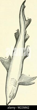 Archiv Bild ab Seite 172 von Darwin, und nach Darwin Ein Stockfoto