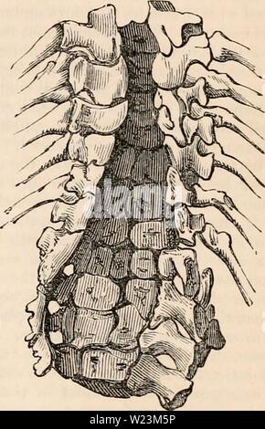 Archiv Bild von Seite 172 des cyclopaedia von Anatomie und. Die cyclopaedia von Anatomie und Physiologie cyclopdiaofana 0402 Todd Jahr: 1849 aber in den Fällen, in denen die Grundlage der Schädel ist nur mit einer Membran überzogen und mit Hirnnerven, in solche, in denen es eine schwammartige Substanz, und in diejenigen, in denen der Schädel, obwohl Flach, sonst vollständig, nicht die geringste Wahrscheinlichkeit besteht der Bruch eines zerebralen Vesikel in einer frühen Phase der Ausbildung. Ich bin in der Lage, dies zu beweisen, denke ich, von einer kleinen Fötus von zwei Monaten, in denen der obere Teil des Schädels ist wollen, Stockfoto