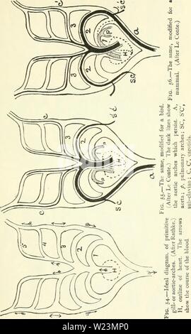 Archiv Bild ab Seite 174 von Darwin, und nach Darwin Ein Stockfoto