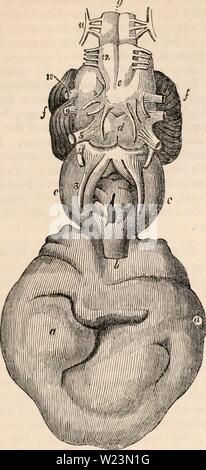 Archiv Bild von Seite 174 des cyclopaedia von Anatomie und. Die cyclopaedia von Anatomie und Physiologie cyclopdiaofana 0402 Todd Jahr: 1849 TERATOLOGIE. 959. 614. Bruin eines neuen - lorn Lamm mit Cyclopla. a, a, medulläres Erweiterung mit seröser Flüssigkeit gefüllt; b, Sehnerv, e, c, Stiel des Gehirns; d, Pons Varolii; e, Medulla oblongata;/'/', Kleinhirn; g, Rückenmark medulla; 3, 4, 5, 6, 7, 8, 9, 10, 11, 12, der Hirnnerven, bestehende Neben den Sehnerv. Beobachtet (G. Vrolik, rudolphi). Siehe Abb. 615. Abb. G 15. Stockfoto