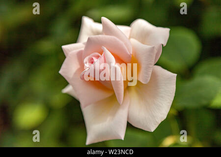 Nahaufnahme einer rosa Rosa Ophelia in der Historischer Garten Aalsmeer, ein botanischer Garten in Nordholland, Niederlande. Stockfoto