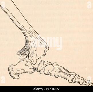 Archiv Bild von Seite 176 des cyclopaedia von Anatomie und. Die cyclopaedia von Anatomie und Physiologie cyclopdiaofana 01 Todd Jahr: 1836 auf der externen Seite gesehen. Abb. 60. Auf der internen Seite gesehen. Skelett Zubereitungen der fg. 57 und 58. M Stockfoto