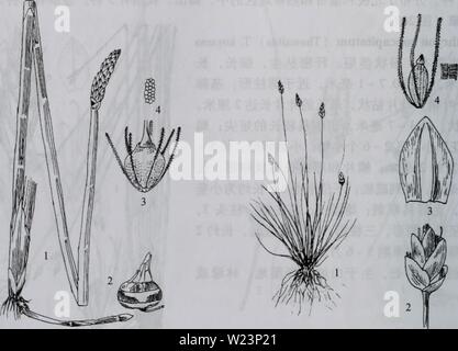Archiv Bild von Seite 177 da bie Shan Zhi wu Stockfoto
