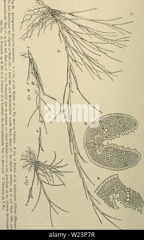 Archiv Bild von Seite 177 Dansk plantevaekst (1906) Stockfoto