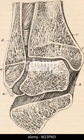 Archiv Bild von Seite 178 des cyclopaedia von Anatomie und. Die cyclopaedia von Anatomie und Physiologie cyclopdiaofana 01 Todd Jahr: 1836 ABNORMALEN ZUSTAND DES KNÖCHELS - GEMEINSAME. 163 Synovitis, mit eitrigen Deposition im Gelenk, und ein junger Mann im Alter von zwanzig, sondern wurden nicht beobachtet es jemals in älteren Themen auftreten; und kommen zu dem Schluss, dass es ist eine der Folgen der Synovitis des Knöchels - Gemeinsame, die nur in einem Alter, beachtet zu werden, wenn die epiphysen nicht mit der Welle des Schienbeins konsolidiert werden. In diesen sehr akuten inflamma- tion, die verwüstungen sind selten auf den s beschränkt Stockfoto