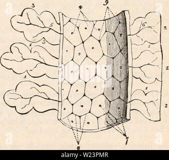 Archiv Bild von Seite 178 des cyclopaedia von Anatomie und. Die cyclopaedia von Anatomie und Physiologie cyclopdiaofana 03 Todd Jahr: 1847 NORMALE ANATOMIE DER LEBER. 165 genannten Glissonextension der Kapsel, von den Auswirkungen der tlie Pfortader, Hepaticus, Hepatica, hepatische Venen, Lymphatics und Nerven. Für eine genaue Kenntnis dieser verschiedenen Strukturen, Anatomie ist verpflichtet, auf die Arbeit von Herrn Kienian, deren Papier über "Die Anatomie und Physiologie der Leber, "con-in den Philosophischen Transaktionen konnte für 1833, ich werde ständig Anlass zu verweisen. Der kleine Körper (läppchen, Stockfoto