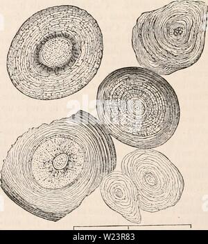 Archiv Bild ab Seite 179 Der cyclopaedia von Anatomie und Stockfoto