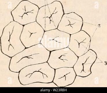 Archiv Bild ab Seite 179 Der cyclopaedia von Anatomie und Stockfoto