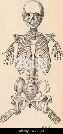 Archiv Bild von Seite 180 des cyclopaedia von Anatomie und. Die cyclopaedia von Anatomie und Physiologie cyclopdiaofana 0402 Todd Jahr: 1849 Abb. 625. Stockfoto