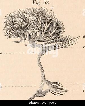 Archiv Bild von Seite 181 des cyclopaedia von Anatomie und. Die cyclopaedia von Anatomie und Physiologie cyclopdiaofana 01 Todd Jahr: 1836 form Anhängsel namens Antennen, (6, c) die Anzahl der in der Regel drei, vier oder fünf. Der Mund ist an die Extremität des Körpers befinden, und in den Acephalous annelida ist di - Leitet rected, aber in der cephalous Arten diese Öffnung unter der Unterseite des Kopfes. Der Anus ist am gegenüberliegenden ex-tremity, und ist fast immer auf der dorsalen Aspekt des Körpers gefunden. Eine bestimmte Anzahl von annelida sind vollständig apodous, und nicht Pres Stockfoto