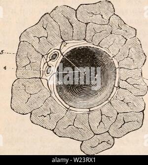 Archiv Bild von Seite 181 des cyclopaedia von Anatomie und. Die cyclopaedia von Anatomie und Physiologie cyclopdiaofana 03 Todd Jahr: 1847 168 normale ANATOMIE DER LEBER. Und A. hepatica und der interlobular Räume sind ausschliesslich mit Zweigstellen, die fiom seine Auswirkungen abgeleitet werden mitgeliefert. Aber auch in den kleineren por-tal Kanäle (Abb. 37, Jig. 38) die Kapsel von ghs-Sohn, das die Plexus hauptsächlich abhängt, Abb. 37. Abb. 38. Ein Querschnitt von einem kleinen Portal Kanal und die VES-sels. Die läppchen sind in einen Zustand der allgemeinen Überlastung. Von der Kier nan Papier. Nr. 1, die pfortader; Th Stockfoto