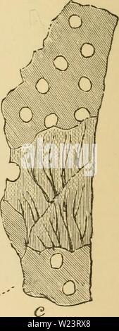 Archiv Bild ab Seite 181 Der Morgendämmerung des Lebens sein. Morgendämmerung des Lebens: wird die Geschichte der ältesten bekannten fossilen bleibt, und ihre Beziehung zu geologischen Zeit und für die Entwicklung der Tierwelt dawnoflifebeingh 00 daws Jahr: 1875 VL Abb. 41. Strukturen der Archaocyathus Profundus. (A.) Unteren acervuline teil. (6.) Die obere Teil, mit drei des strahlenden Lamellen. (C) Teil der Lamina mit Poren und verdickte Teil mit Kanälen. In Feigen, a und h die kalkhaltigen Teil Unbeschatteten. der Mauer (Abbn. 38, 39, und 41 b). In einem solchen Struk- tur der Kammern in der Wand der Schale und Th Stockfoto