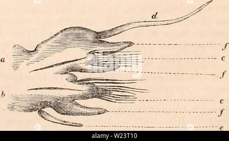 Archiv Bild von Seite 181 des cyclopaedia von Anatomie und. Die cyclopaedia von Anatomie und Physiologie cyclopdiaofana 01 Todd Jahr: 1836 eines Amphinome.) M. Savigny, die als Erste mit der Sorgfalt der Zoologische cha-racters eingerichtet, die durch diese Anhängsel der annelida zu studieren, gab diese Teile der Füße die Namen der dorsalen Ruder (") und ventrale Ruder (6) (et rame Rame dorsal ventral). Manchmal sind diese Ruder sind ziemlich weit von einander (Jig. 63.) Manchmal sind sie nur getrennt durch einen flachen Fissur (Jig - 64. Dies entspricht den Fuß einer nereide), und manchmal sind sie so Stockfoto