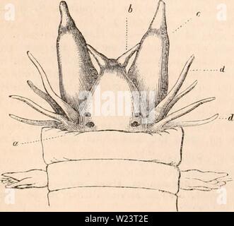 Archiv Bild von Seite 181 des cyclopaedia von Anatomie und. Die cyclopaedia von Anatomie und Physiologie cyclopdiaofana 01 Todd Jahr: 1836 166 ANNELIDA. Gattungen Serpulu, Sabella, Tertbella, Amphitrite, Henrietta, und Siphostoma.) dritter Ordnung. - ANNELIDA TERRICOLA. Körper, völlig mittellos aus weichem Anhängsel. Füße, kaum oder gar nicht erkennbar ist, und nur durch einige Borsten vertreten. Kopf nicht unterscheidbar, ohne Augen, Antennen, oder Kiefer. Dieser Auftrag umfasst die Gattungen Clymena, Lumbricus, Nais, $ C. In der Klassifizierung der M. Cuvier Es ist die Hirudinida die Reihenfolge Anne-li zu bilden Stockfoto