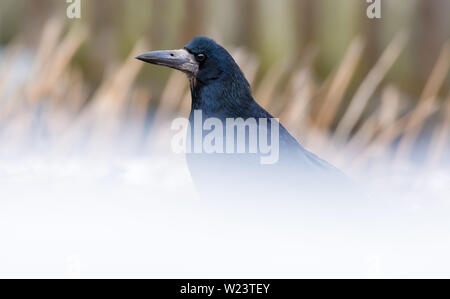 Rook Spaziergänge auf schneebedeckten Feld Stockfoto