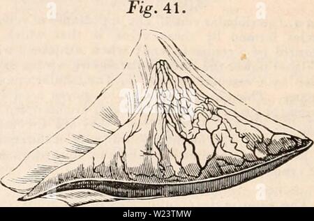 Archiv Bild ab Seite 183 Der cyclopaedia von Anatomie und Stockfoto