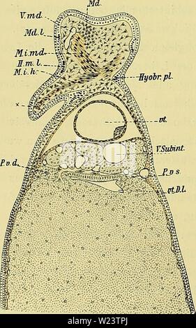 Archiv Bild ab Seite 183 von Denkschriften der Medicinisch-Naturwissenschaftlichen Gesellschaft zu. Denkschriften der Medicinisch-Naturwissenschaftlichen Gesellschaft zu Jena denkschriftender 47 medi Jahr: 1879 Abb. 382. Abb. 383 - V. mi... Md. l   PLimAr-I. m.-Ki.lv: --------., eingestellt, in der Mitte und in der hinteren Rumpfhälfte Sindh sterben Zellen noch unförmig Brutto und durch gegenseitigen Druck etwas polyedrisch abgeplattet. - 80/&lt; weiter dorsal Balatonfüred sterben Ebene des Schnittes 384, welcher sterben Hyomandibularregion convergente erreicht und die Faserung des ventralen gemeinschaftlichen Abschn Stockfoto