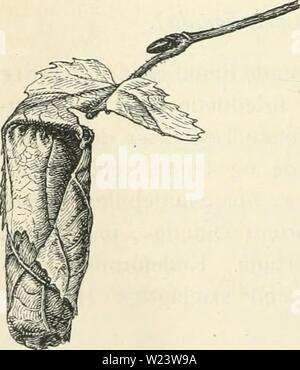 Archiv Bild ab Seite 185 von Dansk forstzoologi (1896) Stockfoto