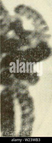 Archiv Bild ab Seite 185 der Zytologie (1961) Stockfoto