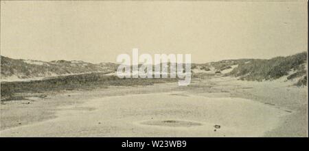 Archiv Bild ab Seite 185 von Dansk plantevaekst (1906) Stockfoto