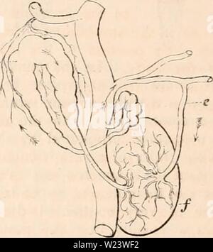 Archiv Bild ab Seite 185 Der cyclopaedia von Anatomie und. Die cyclopaedia von Anatomie und Physiologie cyclopdiaofana 01 Todd Jahr: 1836 170 ANNELIDA. Seiten (d), der in hohem Grade Kontraktilen sind. Diese 'moniliform Schiffe" sind in einer Situation entsprechend der Eierstöcke eingetragen: Sie sind nach unten gerichtet und offenen in eine ventrale Behälter (6), die die mittlere Linie des minderwertigen Aspekt des Tieres nimmt, nach den gleichen Anschluss wie der Sub-nerval Schiff, aber weniger oberflächlich gelegen. Die kontraktilen parietes sind, und es können alternativ dazu gesehen werden Dilatation und Con-tracting gleichzeitig an Stockfoto