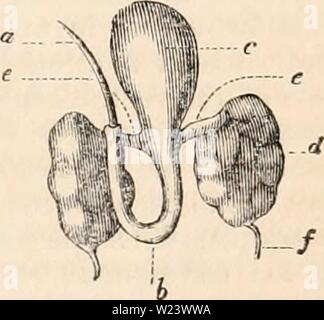 Archiv Bild von Seite 186 des cyclopaedia von Anatomie und. Die cyclopaedia von Anatomie und Physiologie cyclopdiaofana 01 Todd Jahr: 1836 n-Seite gibt Körper con - Diese ternally kommuniziert mit einer schmalen zylindrischen Kanal (6), die wiederum in eine Art weißlich Vesikel einer birnenförmig Form (c) allgemein cal öffnet-led die Vesicula semi-nalis. Jedes dieser Bläschen ist eine ovale weißlich (d) aus torted gefüllte Rohre mit einem weißlichen Flüssigkeit: jedes dieser Organe ist ein Hoden; und sie Seve - Rallye geben Herkunft zu einem schlanken Samenleiter (Abb. 75, e) in der gleichen Farbe, das sich öffnet, in die Stockfoto