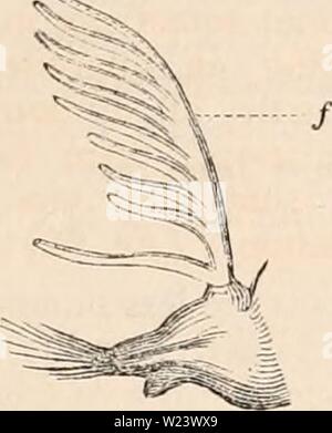 Archiv Bild von Seite 186 des cyclopaedia von Anatomie und. Die cyclopaedia von Anatomie und Physiologie cyclopdiaofana 01 Todd Jahr: 1836 ANNELIDA. 171 Abb. 73. besondere Weise unterwürfig zu Atmung, sind einfach eine Art papillen oder laminierte Cutane-ous Produktionen sehr wenig oder überhaupt nicht unterteilt, entweder an der Extremität oder Basis der Füße und in einem fast gleichmäßig über die gesamte Länge des Körpers verteilt (Aufsatz befestigt. 64,/',, /,./•) im eunice und anderer verwandter Gattungen, ihrer Position ist die gleiche, aber sie gehen davon aus, dass die Form eines länglichen Filament, möblierten wit Stockfoto