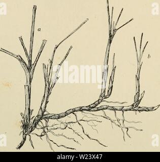 Archiv Bild ab Seite 187 von Dansk plantevaekst (1906) Stockfoto