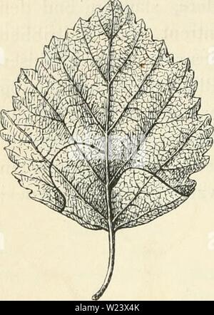 Archiv Bild ab Seite 187 von Dansk forstzoologi (1896) Stockfoto