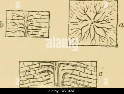 Archiv Bild ab Seite 187 Der Morgendämmerung des Lebens, die Stockfoto