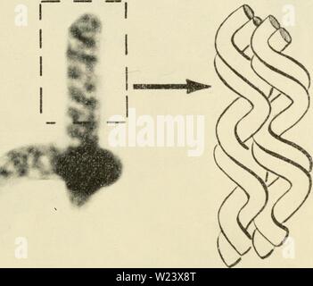 Archiv Bild ab Seite 188 der Zytologie (1961) Stockfoto