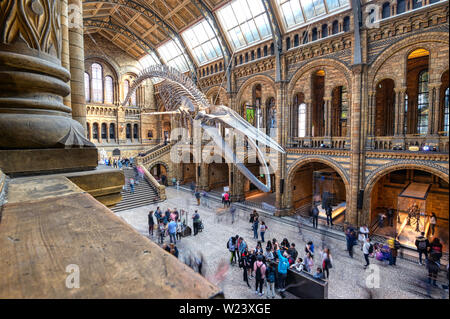 London, Großbritannien - 17 April, 2019 - Das Innere des Natural History Museum und und Wal Skelett in London, Vereinigtes Königreich. Stockfoto