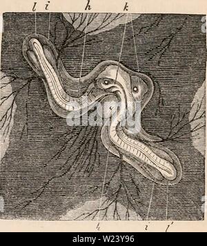 Archiv Bild von Seite 190 des cyclopaedia von Anatomie und. Die cyclopaedia von Anatomie und Physiologie cyclopdiaofana 0402 Todd Jahr: 1849 Von einem Geflügel egq nach 16 oder 18 Stunden "in cubation. Vier mal vergrößert. a, der keimscheibe Bereich Der cieatricula; b, den transparenten Bereich, mit zwei Primitiven Spuren von Embryonen; c c, Primitive, die in die Nuten der embryonalen Trace, auf jeder Seite die Lamina gesehen; dorsales. {Nach A. Thompson.} auf einem Eigelb, und in einem Germinal mem-brane oder blastodermatic Blasen, kann es gebildet, in den Vögeln, zwei primitive Grooves, die ich Stockfoto