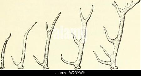 Archiv Bild ab Seite 192 von Darwin, und nach Darwin Ein Stockfoto