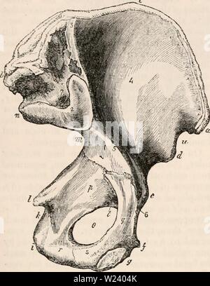 Archiv Bild von Seite 192 des cyclopaedia von Anatomie und Stockfoto