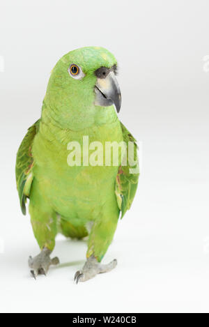 Green Parrot Spaziergang auf weiße studio Hintergrund isoliert Stockfoto